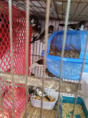 Bengali Finch Birds for Sale