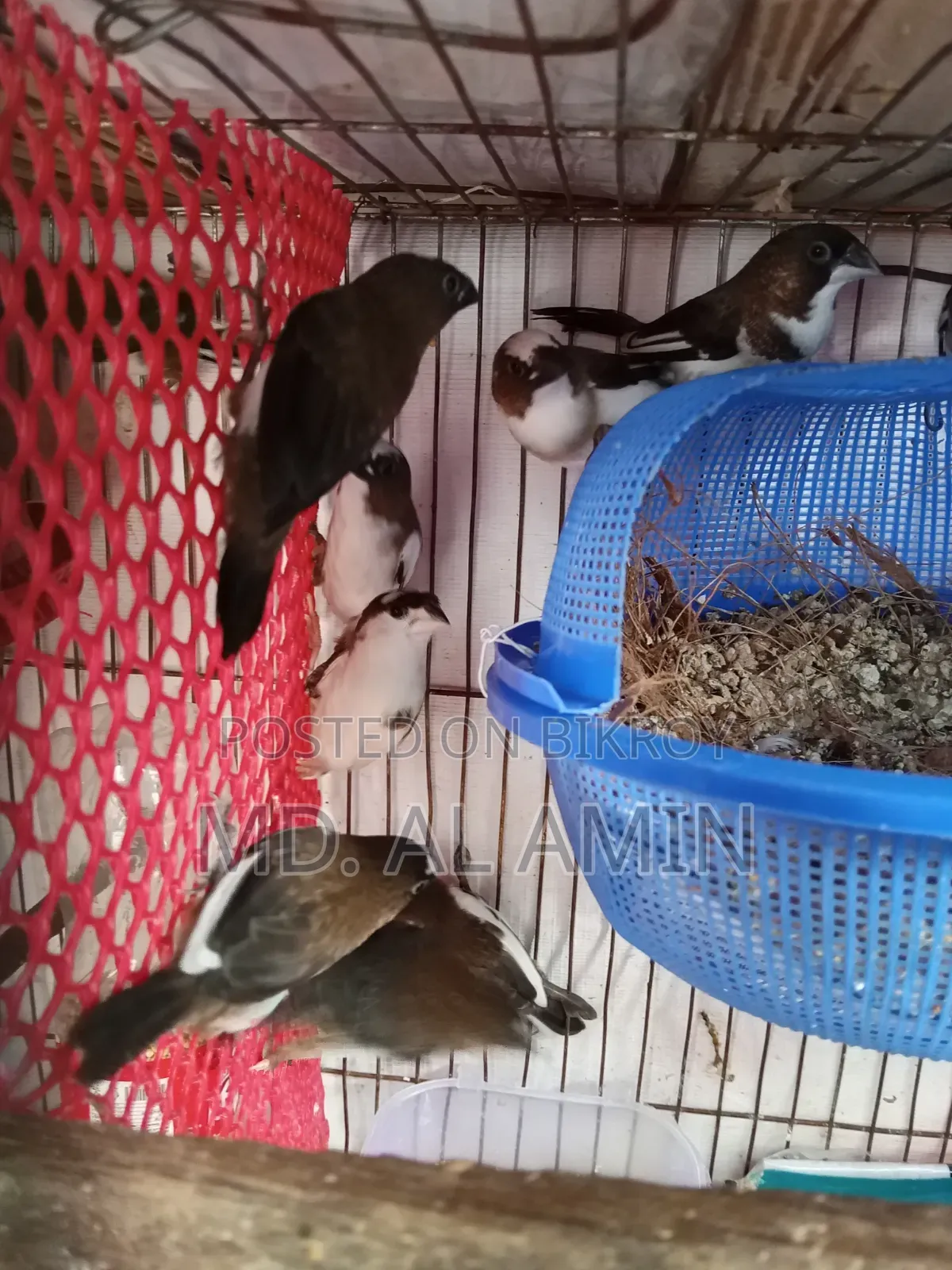 Bengali Finch Birds for Sale