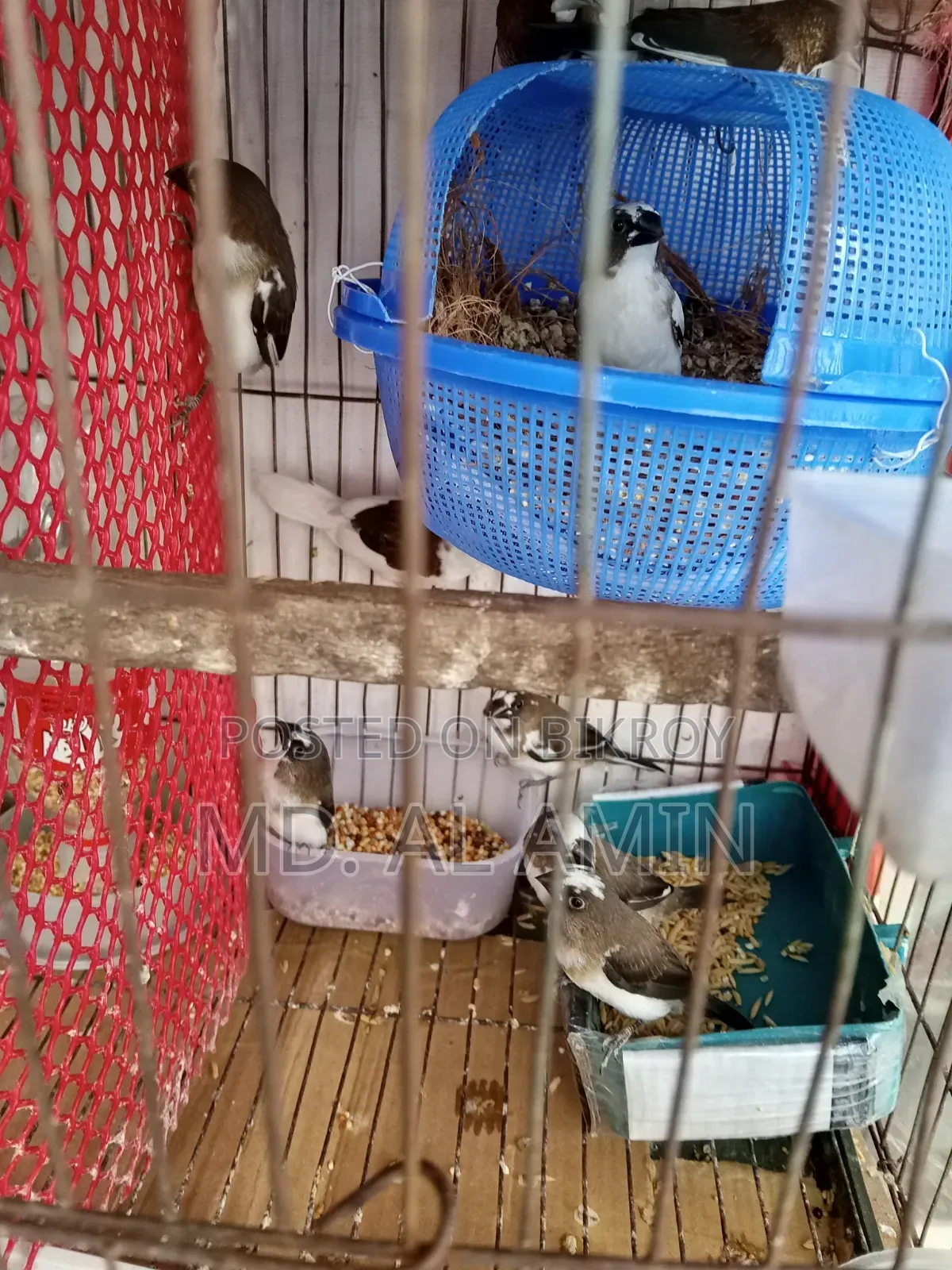 Bengali Finch Birds for Sale