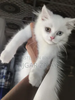 1-3 Months Male Purebred Persian