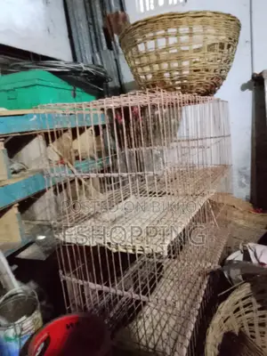 একটা খাঁচা বিক্রি হবে