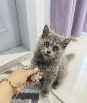 3-6 Months Male Purebred Persian