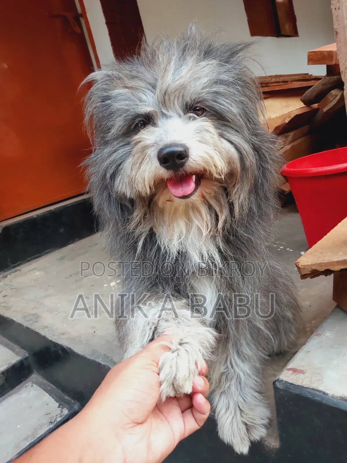 1+ Year Male Purebred Lhasa Apso