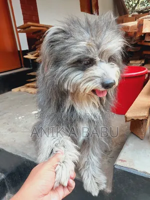 1+ Year Male Purebred Lhasa Apso