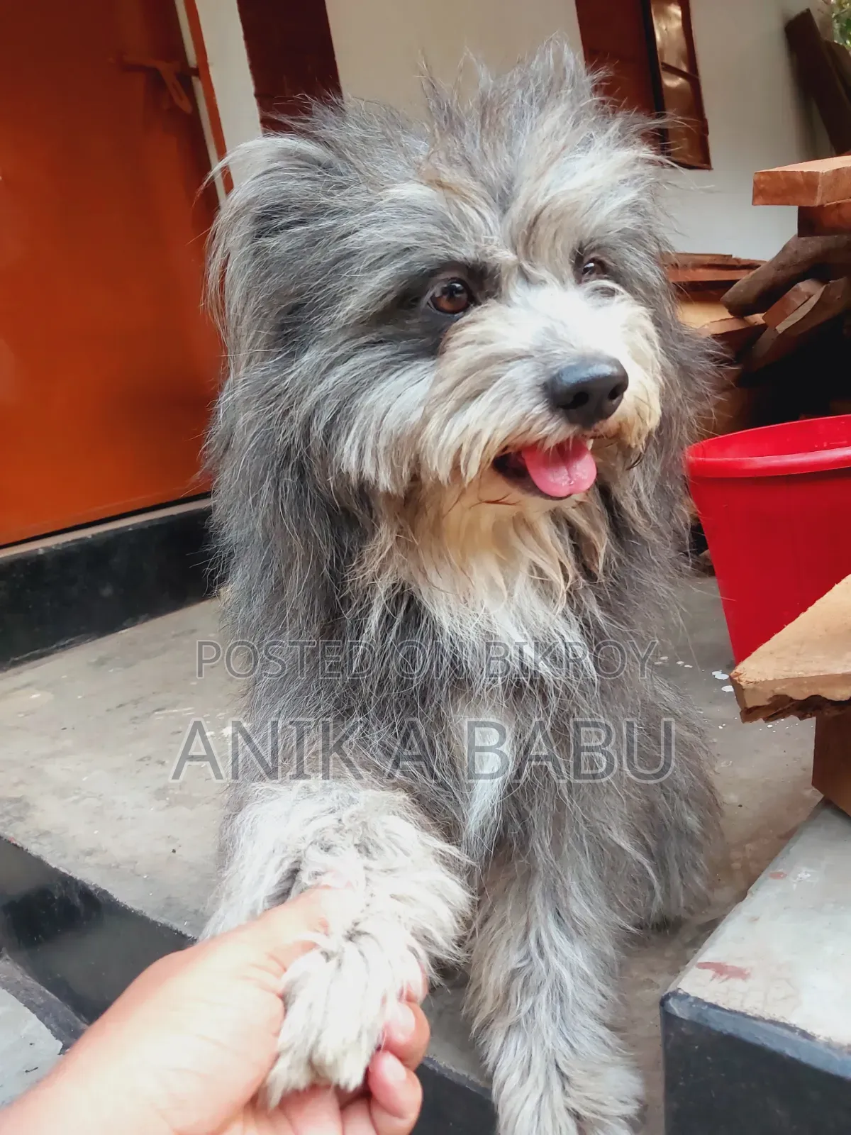 1+ Year Male Purebred Lhasa Apso