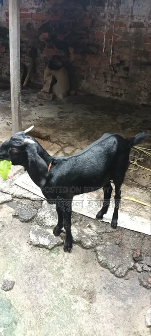 খাসি ছাগল বিক্রি করা হবে