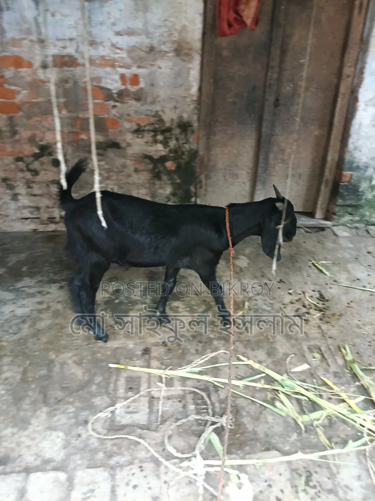 খাসি ছাগল বিক্রি করা হবে
