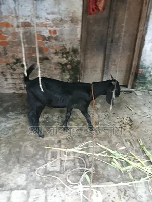 খাসি ছাগল বিক্রি করা হবে