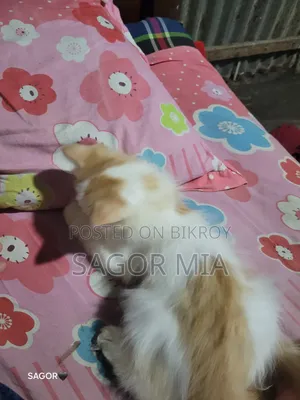 ১-৩ মাসের ফিমেল মিক্সড ব্রিড পারসিয়ান