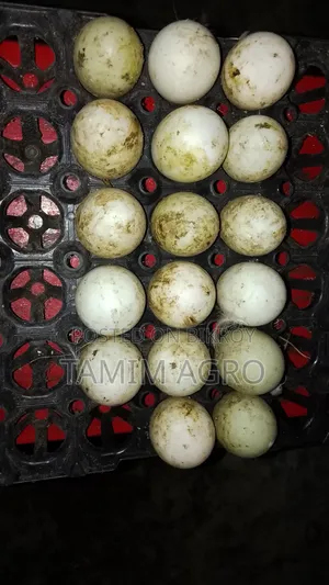 হাঁসের ডিম বিক্রি করা হবে