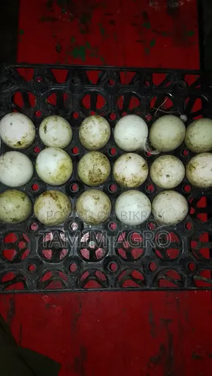 হাঁসের ডিম বিক্রি করা হবে
