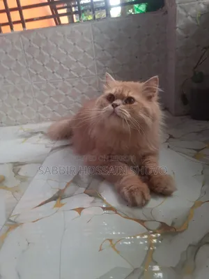 1+ Year Male Purebred Persian