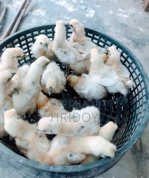 সিল্কি মুরগীর বাচ্চা