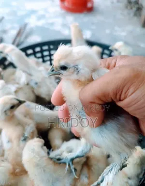 সিল্কি মুরগীর বাচ্চা
