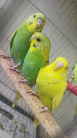 Budgerigar bird