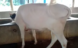 ১৪৯১নং বকনা গরু বিক্রয় হবে।