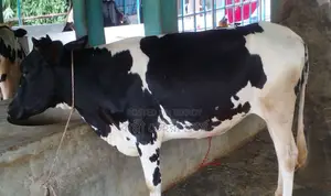 ১৪৯২ নং ভালো জাতের বকনা কিনুন ।