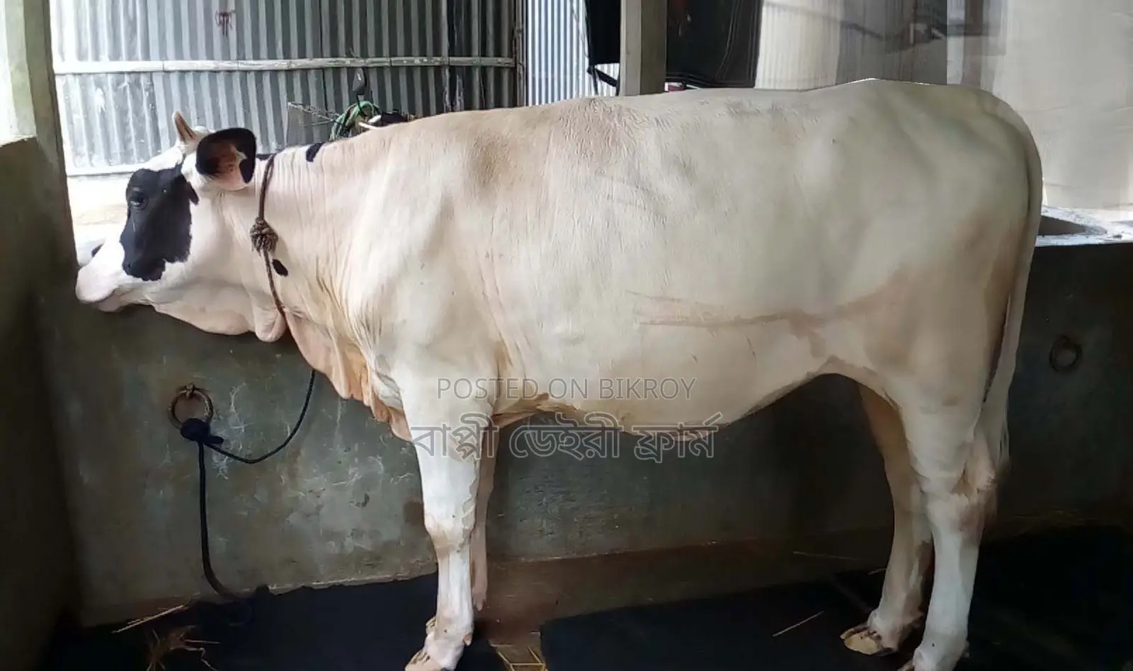 ১৪৯৩নং বকনা গরু বিক্রয় হবে।