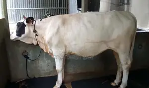 ১৪৯৩নং বকনা গরু বিক্রয় হবে।