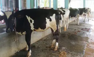 5 improved breed heifers for sale, No. 1494.
