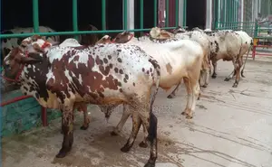১৪৯৫ নং ৭টি এড়ে সাঁড় গরু বিক্রি ।