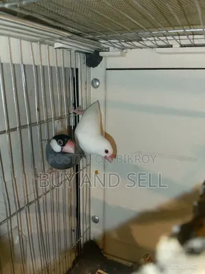 Java Finch 1 Pair