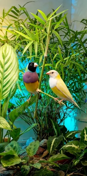 Gouldian Finch 1 pair