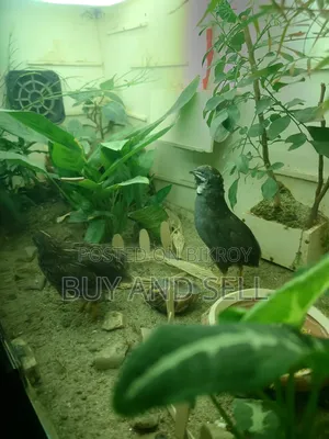 কিং কোয়েল ১ পুরুষ