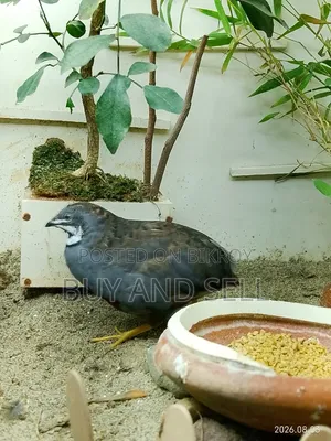 King Quail 1 Male