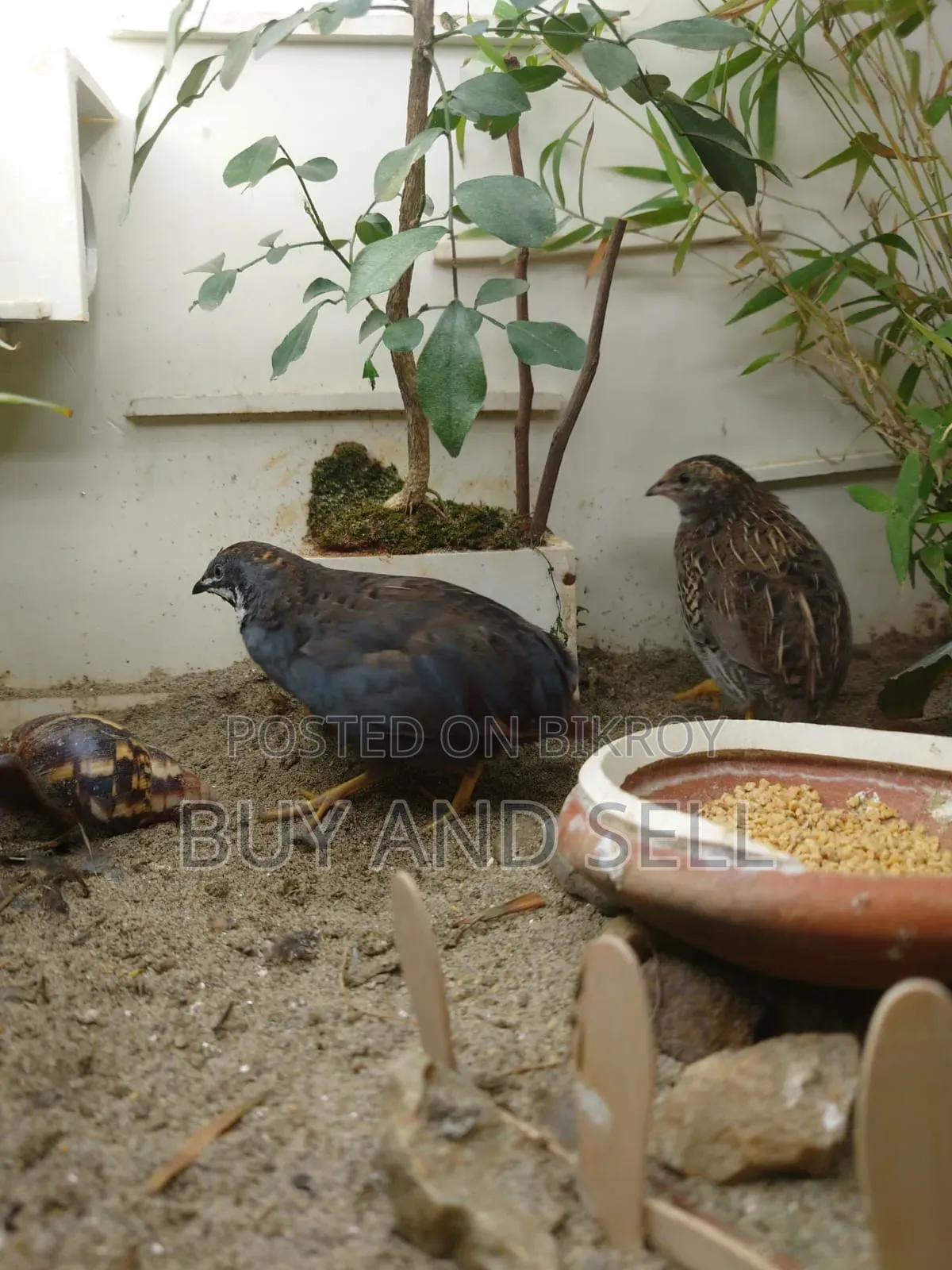 King Quail 1 Male