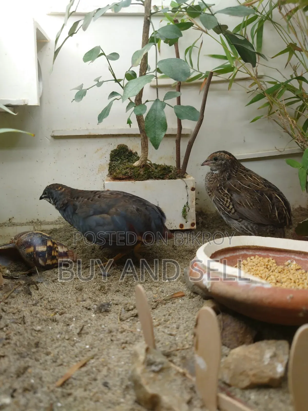 King Quail 1 Male