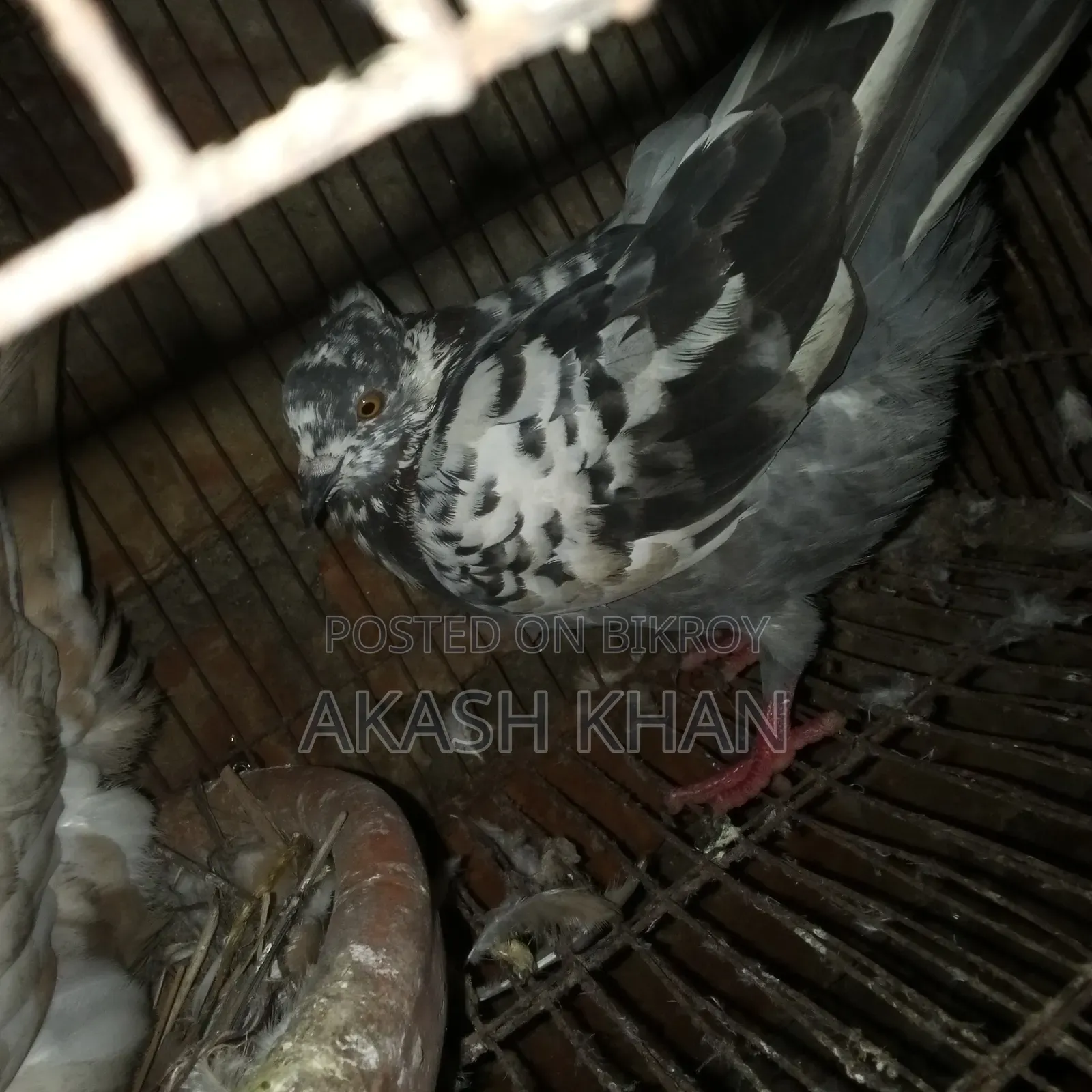 Will sell 4 pairs of Golla breed pigeons
