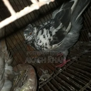 Will sell 4 pairs of Golla breed pigeons