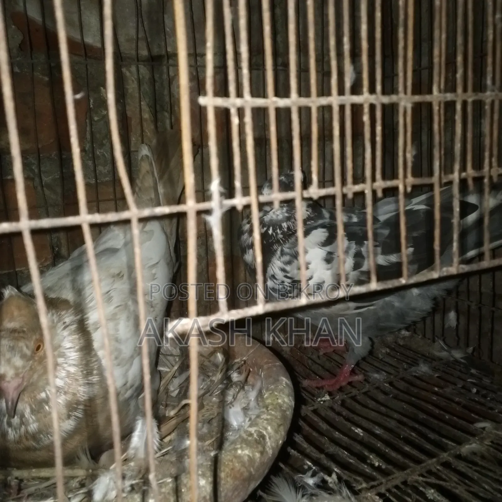 Will sell 4 pairs of Golla breed pigeons