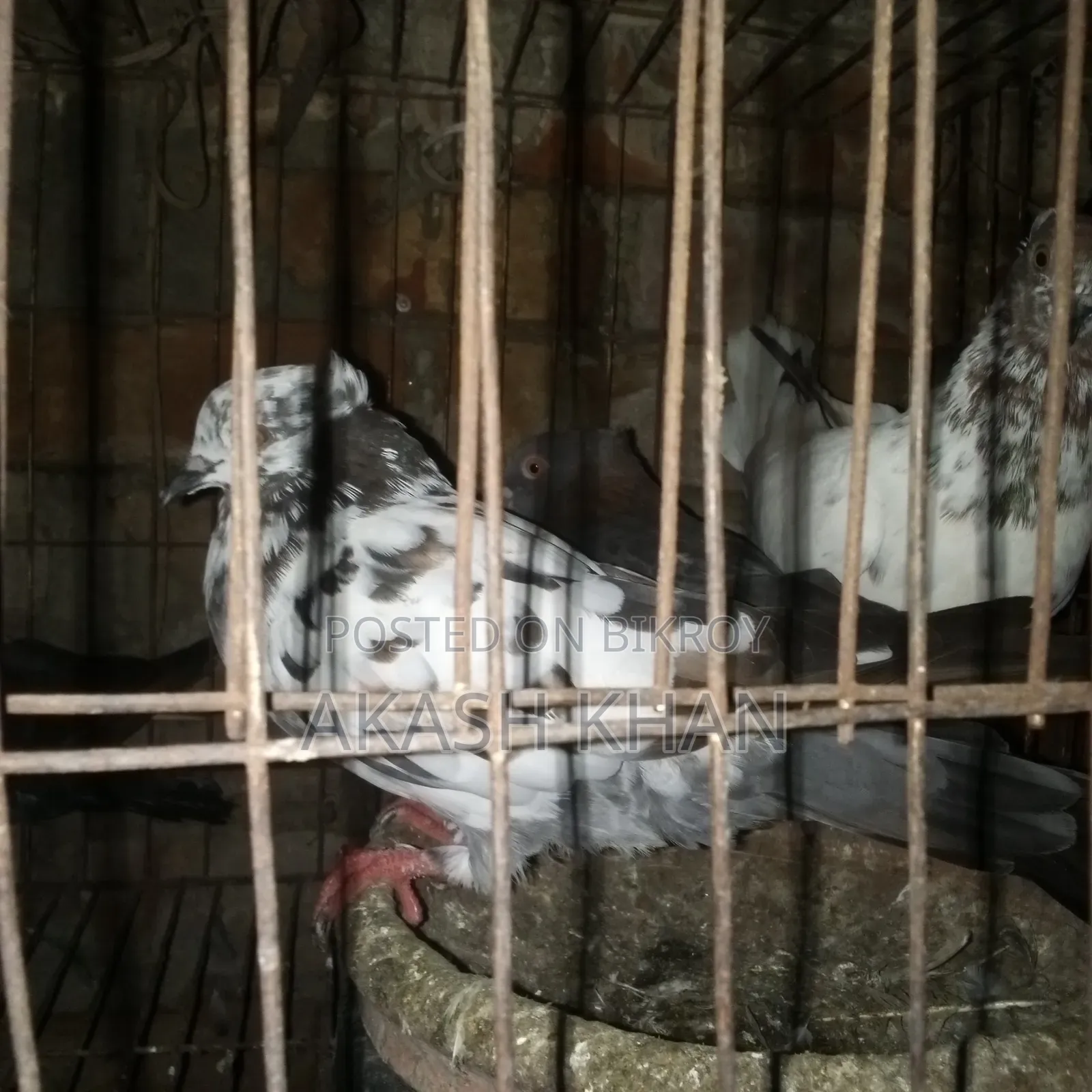 Will sell 4 pairs of Golla breed pigeons