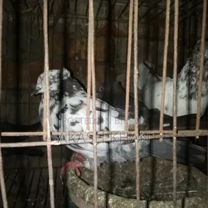 Will sell 4 pairs of Golla breed pigeons