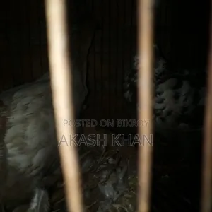 Will sell 4 pairs of Golla breed pigeons