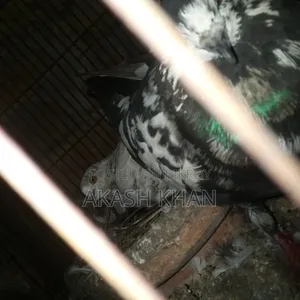 Will sell 4 pairs of Golla breed pigeons