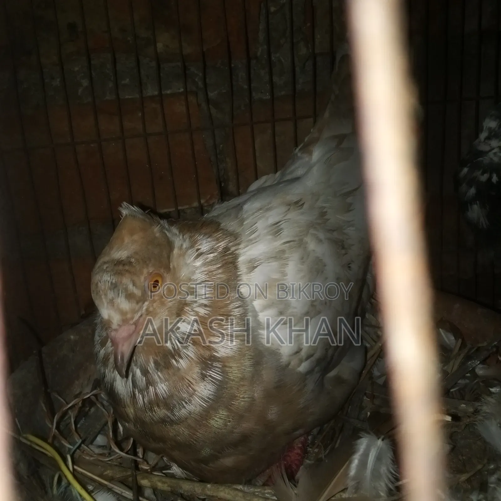 Will sell 4 pairs of Golla breed pigeons