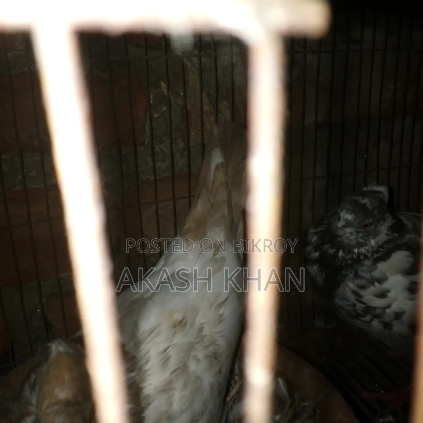 Will sell 4 pairs of Golla breed pigeons