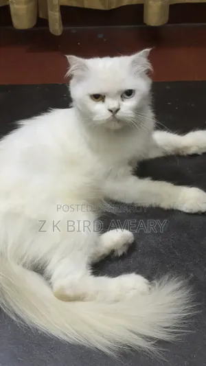 1+ Year Female Purebred Persian Cat