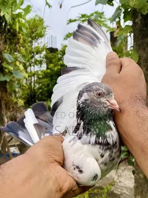 আমদানি করা রানিং গোল্ডেন মাদি