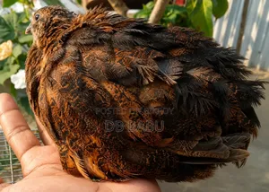 মাল্টি কালারের জায়েন্ট কটনিক্র কয়েল