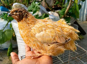 জায়েন্ট কটনিক্র বাদামি কালারের কয়েল পাখি