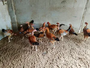 দেশি মুরগী