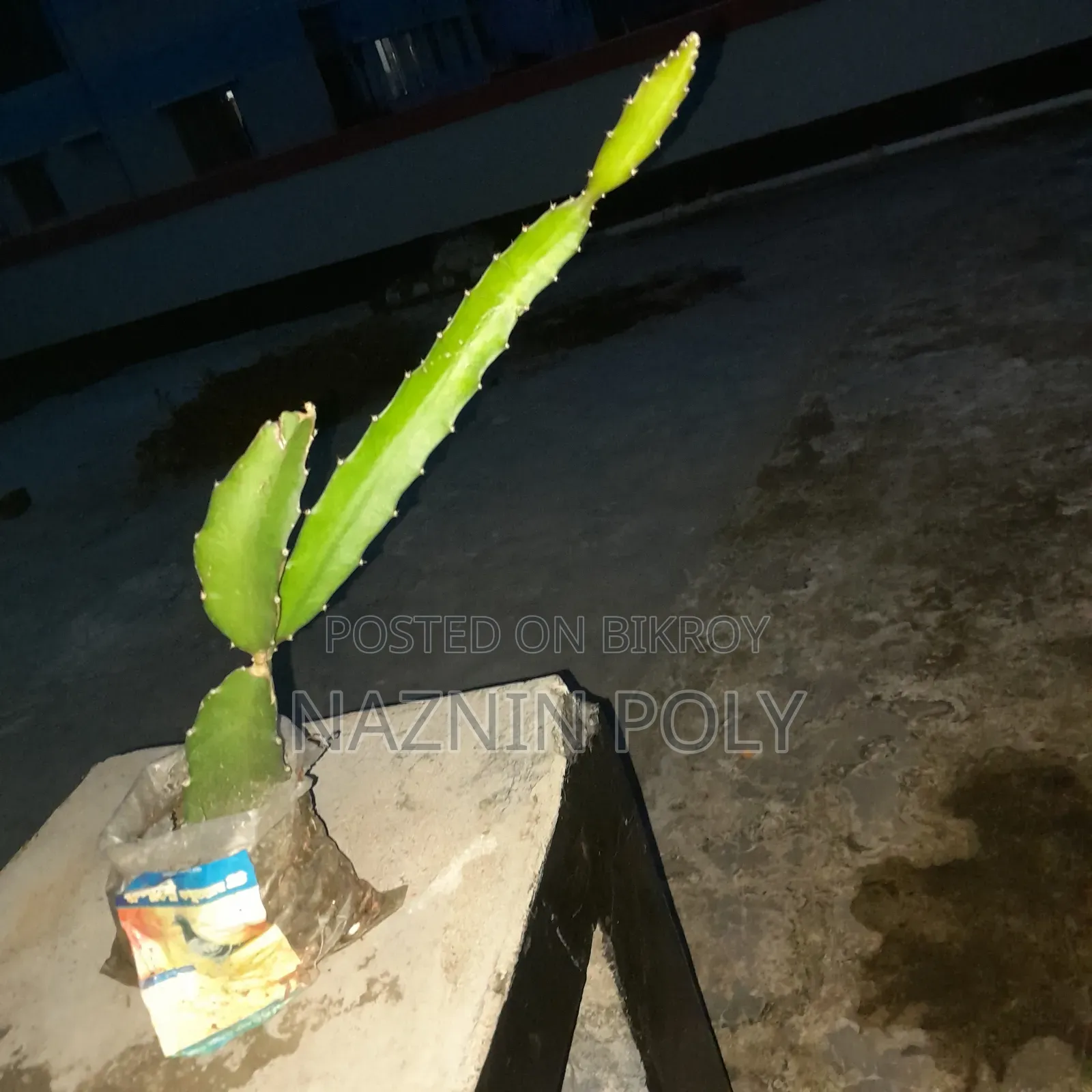 Red Dragon Fruit Plants