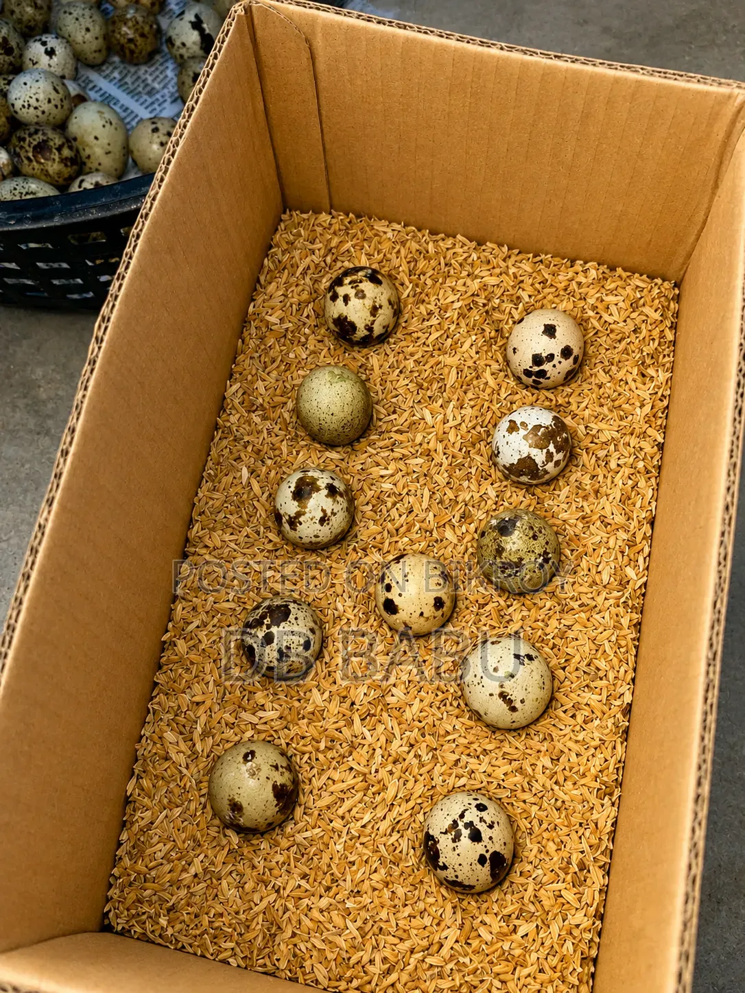 White Giant Coturnix Quail Bird Seed Egg