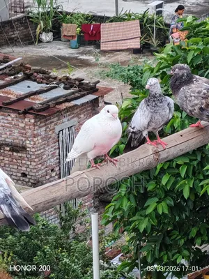Male Pigeon