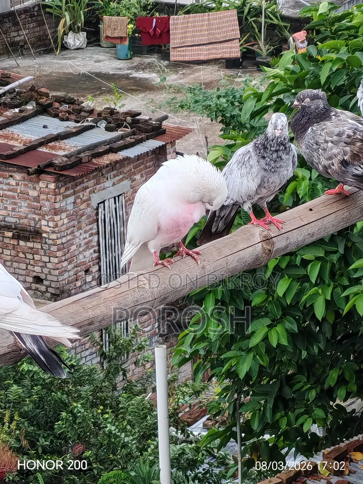 Male Pigeon