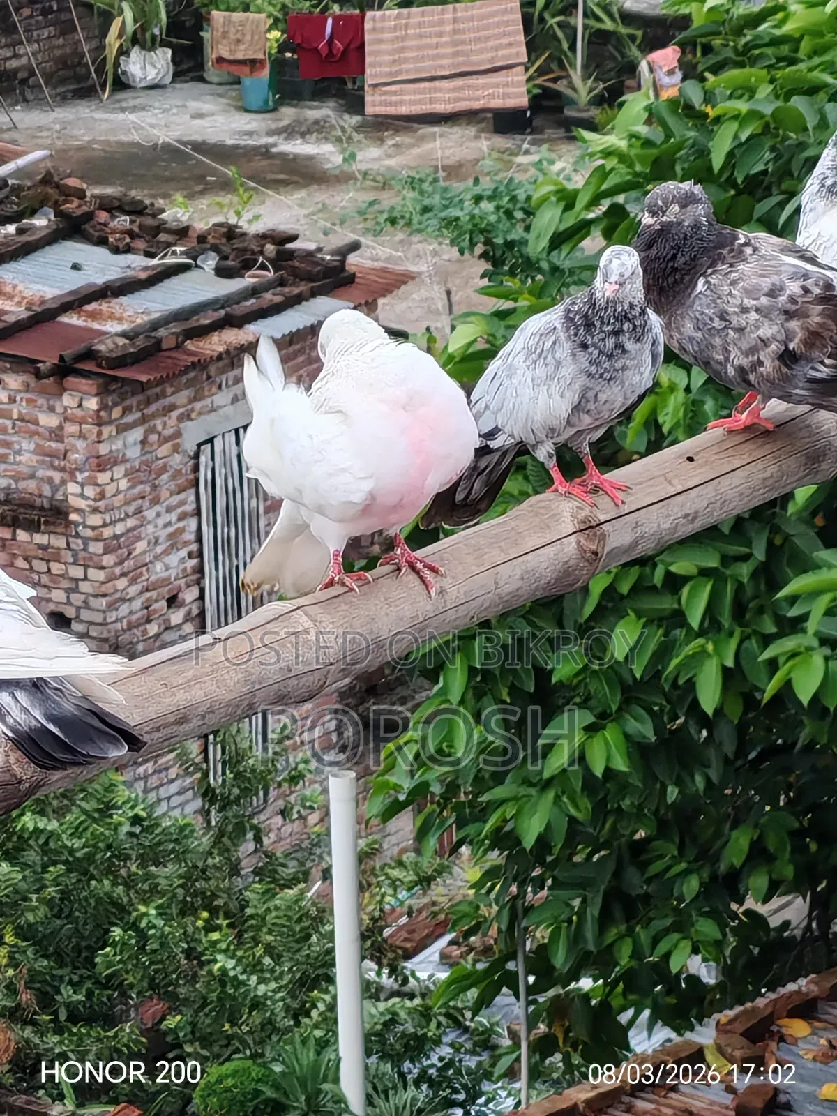 Male Pigeon